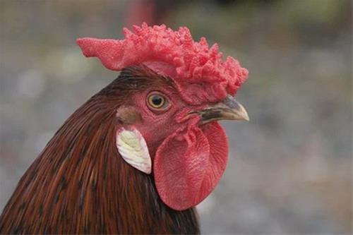 屬雞的人適合戴什么 屬雞的人適合戴什么