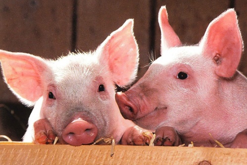 豬年分別是哪一年 豬年分別是哪一年