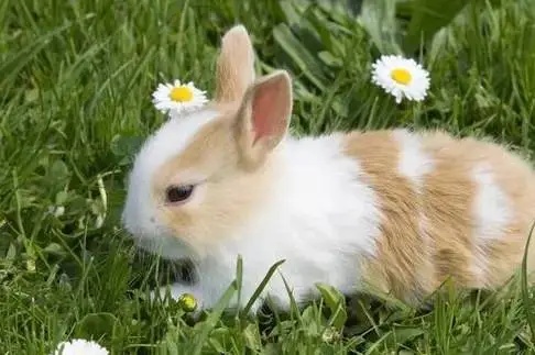 2026屬兔大爆發的一年哪些年份的兔 2026屬兔大爆發的一年哪些年份的兔