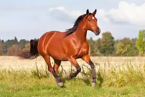 2026年屬馬人的全年運勢如何 2026年屬馬人的全年運勢如何