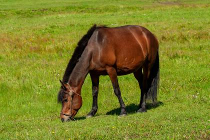2026馬年貴人運勢詳解 2026馬年貴人運勢詳解