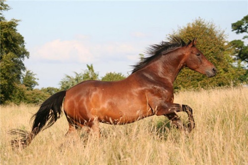 2026馬年幾月出生命運最好 2026馬年幾月出生命運最好