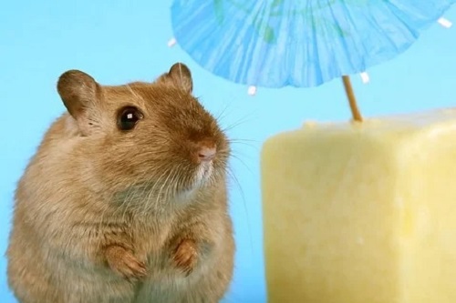 屬鼠的人晚年生活怎么樣 屬鼠的人晚年生活怎么樣