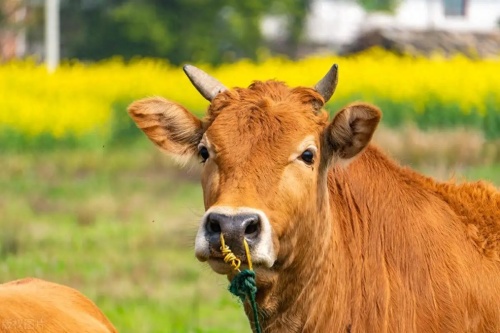 屬牛的人晚年生活如何 屬牛的人晚年生活如何