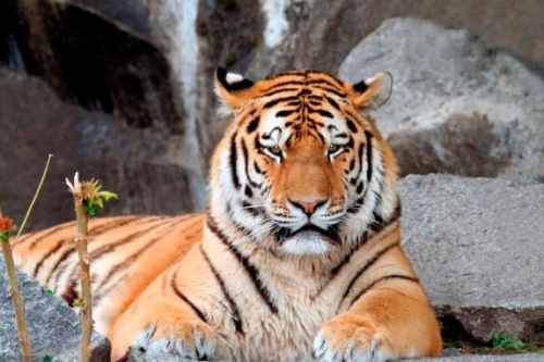 屬虎的人晚年注定是孤獨的嗎 屬虎的人晚年注定是孤獨的嗎