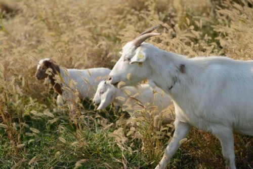 屬羊的人晚年過的孤單嗎 屬羊的人晚年過的孤單嗎