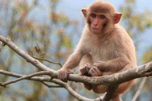 屬猴的人晚年命運如何