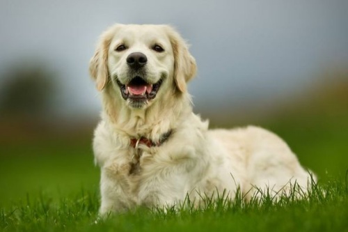 屬狗的人晚年命運怎樣 屬狗的人晚年命運怎樣