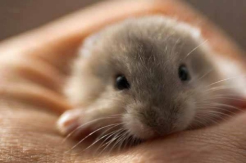 屬鼠的人生屬馬的寶寶好嗎 屬鼠的人生屬馬的寶寶好嗎