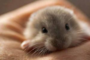 屬鼠的人生屬馬的寶寶好嗎