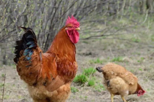 屬雞的人生屬馬的寶寶好嗎 屬雞的人生屬馬的寶寶好嗎