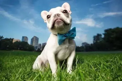 屬狗的人生什么屬相的孩子好 屬狗的人生什么屬相的孩子好