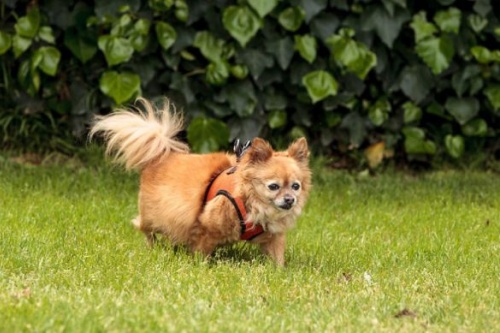 屬狗的人生屬馬的寶寶好嗎 屬狗的人生屬馬的寶寶好嗎