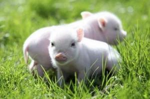 屬豬的人生屬馬的寶寶好嗎