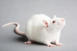 屬鼠人2026年運勢及運程完整版