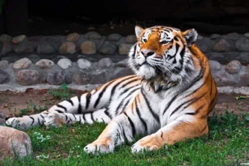 屬虎人2026年每月運勢及運程詳解 屬虎人2026年每月運勢及運程詳解