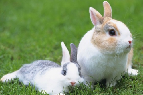 屬兔人2026年每月運勢及運程詳解 屬兔人2026年每月運勢及運程詳解