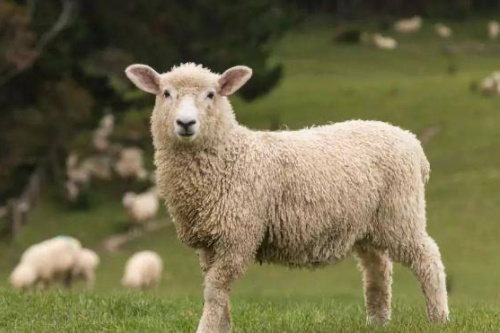 屬羊人2026年全年運勢及每月運程 屬羊人2026年全年運勢及每月運程