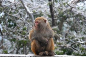 屬猴人2026年運勢及運程完整版