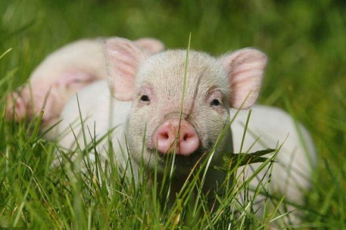 屬豬人2026年全年運勢運程完整版 屬豬人2026年全年運勢運程完整版