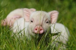 屬豬人2026年全年運勢運程完整版